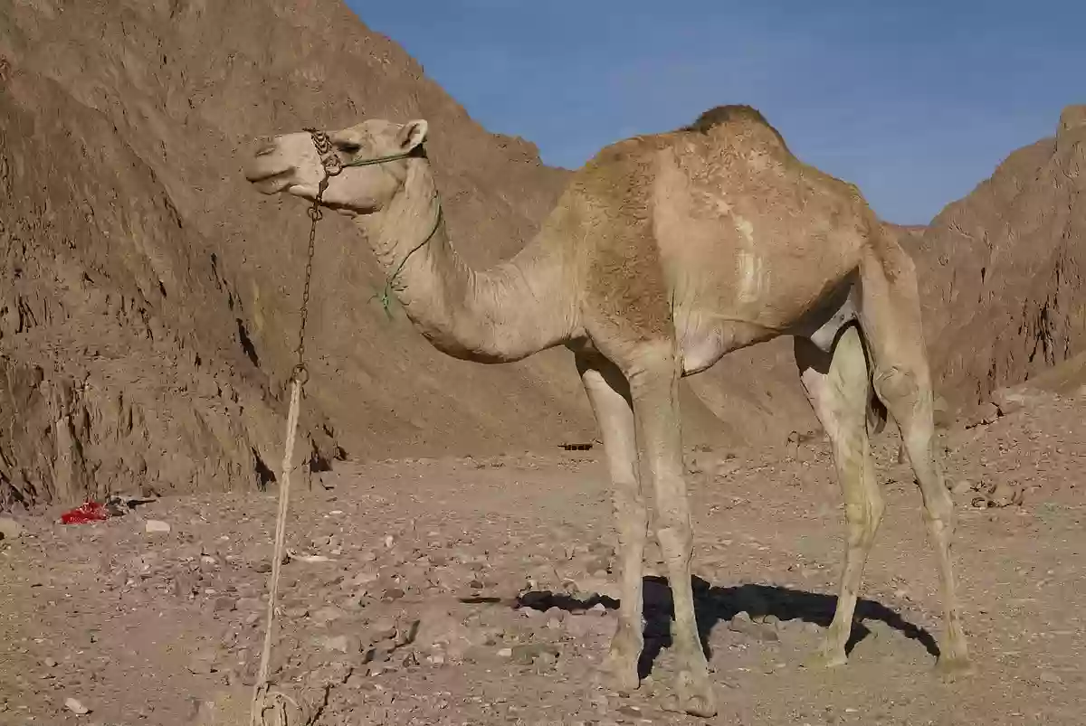 المرشدي وش يرجع؟ أصل وديرة المرشدي