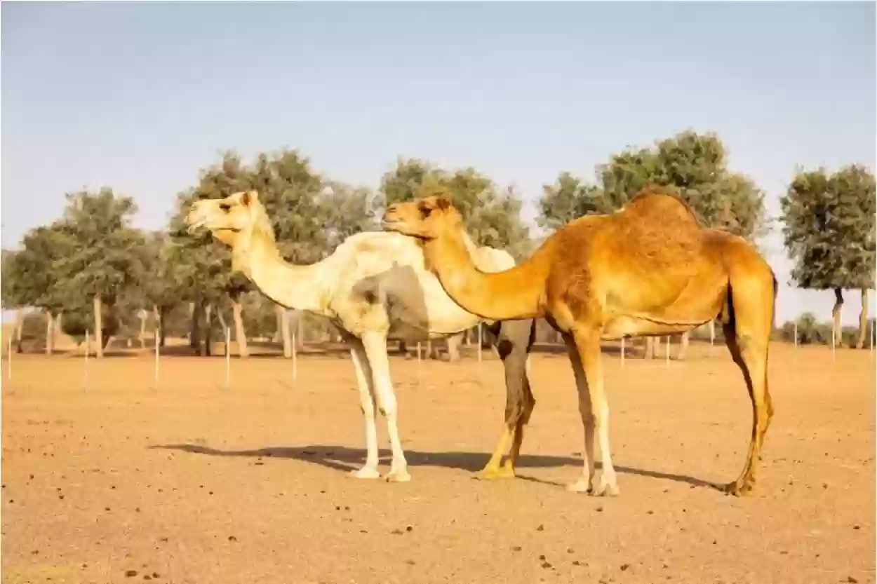 منصة نما توضح خطوات ترقيم الإبل إلكترونيًا 1445 وكيفية التسجيل