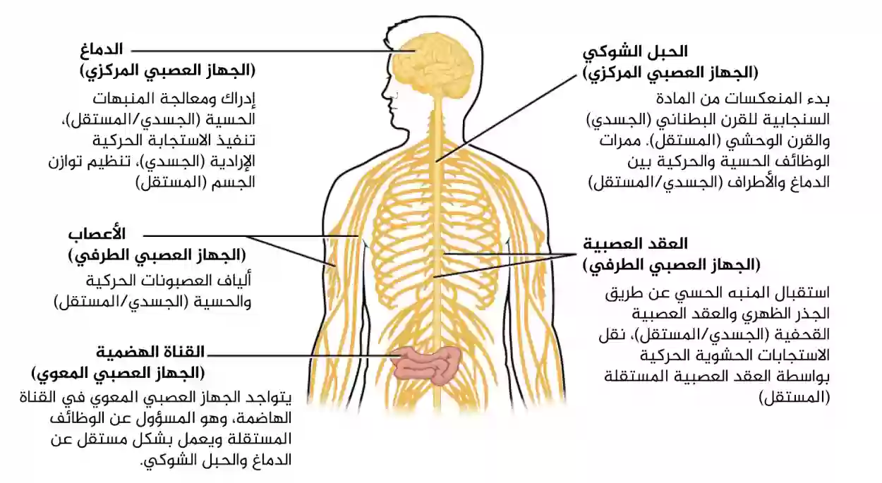 التحكم في رد الفعل المنعكس مثل الابتعاد بسرعة عن جسم ساخن يمثل عمل الجهاز العصبي الجسمي