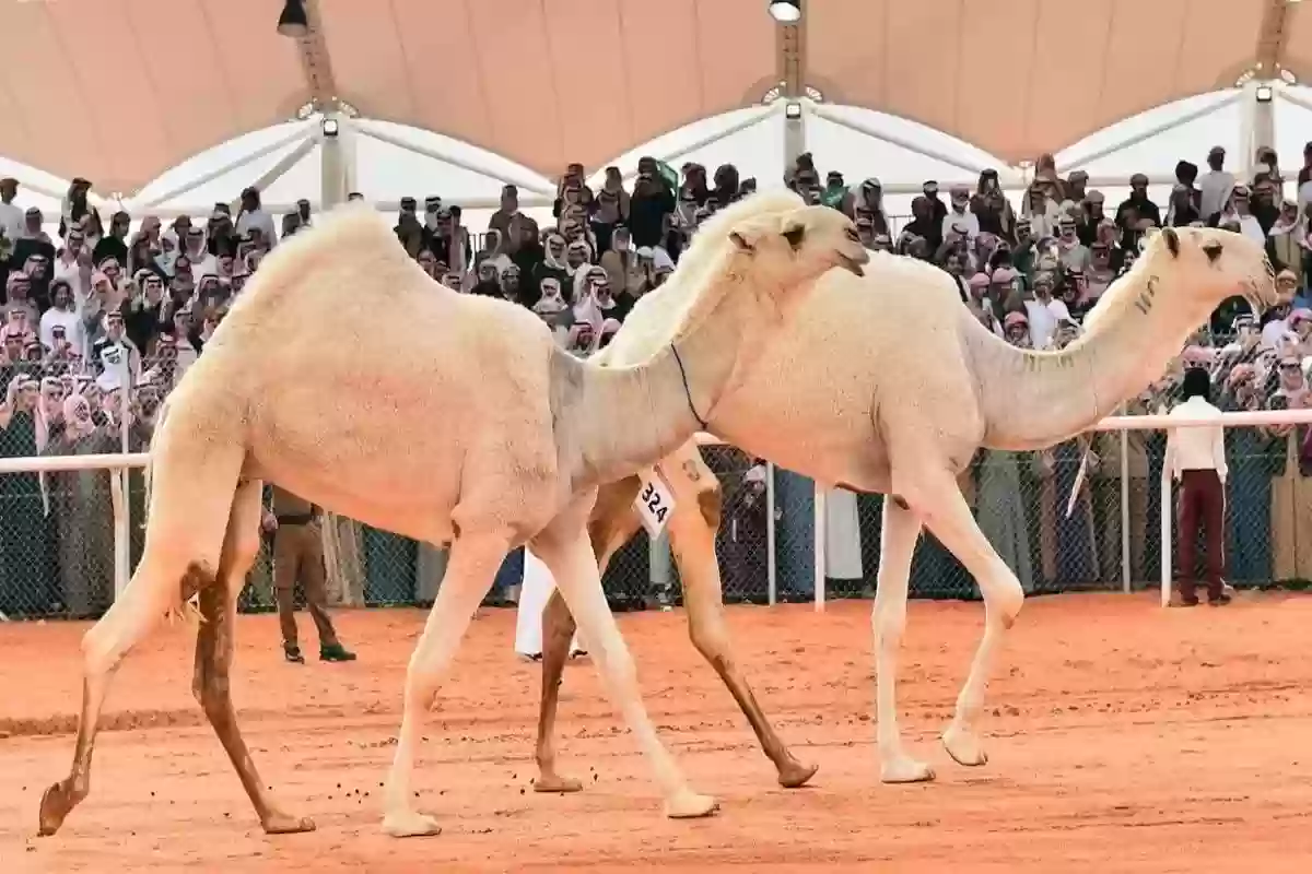 المملكة العربية السعودية هي البلد الأول في دعم اقتصاديات الإبل!!